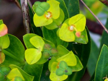 Una Euphorbia - Euphorbia dendroides